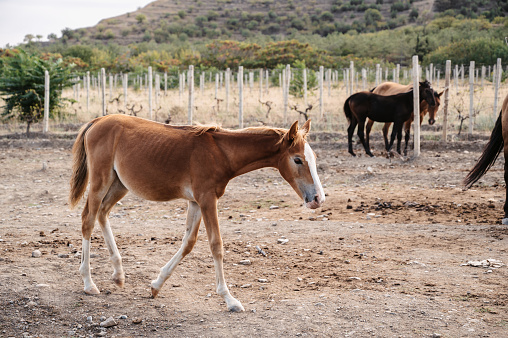 A small foal grazes on the plain, among its older relatives