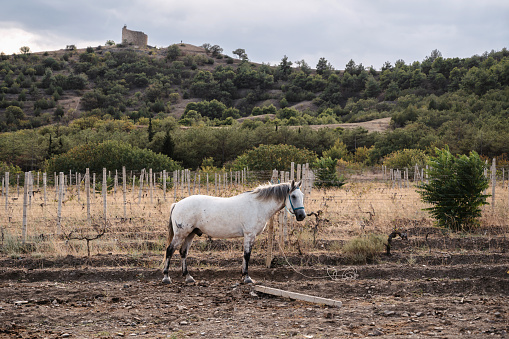 A horse graze on a plain, a ranch, a farm among the hills on a clear day