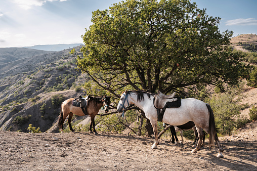 Two horses harnessed to the saddle, grazing near a large tree, in a hilly area