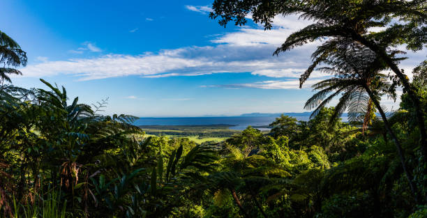 panorama of the daintree national park - daintree river national park imagens e fotografias de stock