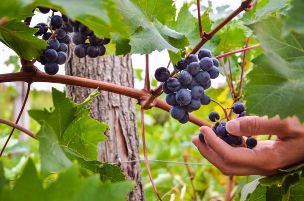 istock Observing the growth of red grapes 1473455021