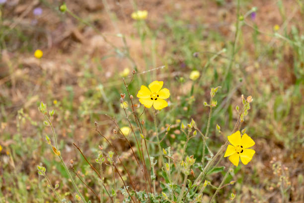 istock Tuberaria guttata, a bright yellow wild flower 1473455090