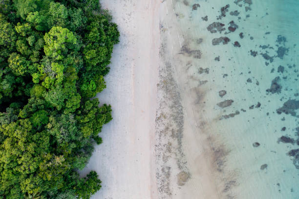 istock Rainforest meets the reef in the Daintree National Park 1473456064
