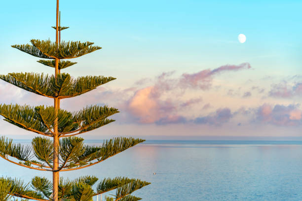 Norfolk Island pine and sea Coastal scenery showing a Norfolk Island pine in front of open sea at evening time araucaria heterophylla stock pictures, royalty-free photos & images