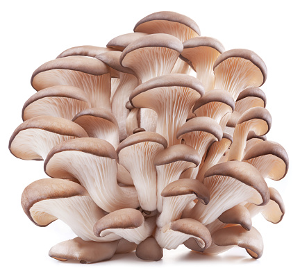 Cluster of oyster mushrooms isolated on white background. Close-up.