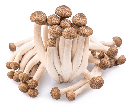Cluster of hon shimeji edible japanese mushrooms isolated on white background. Close-up.