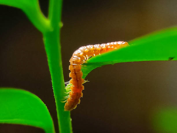 istock close up of a millipede 1473456747
