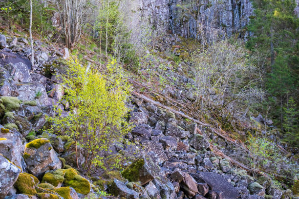 Rocky talus terrain in a mountainside