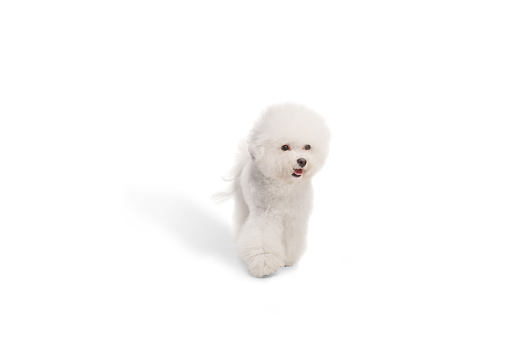 Groomed white Bichon Frise dog walking isolated on white background