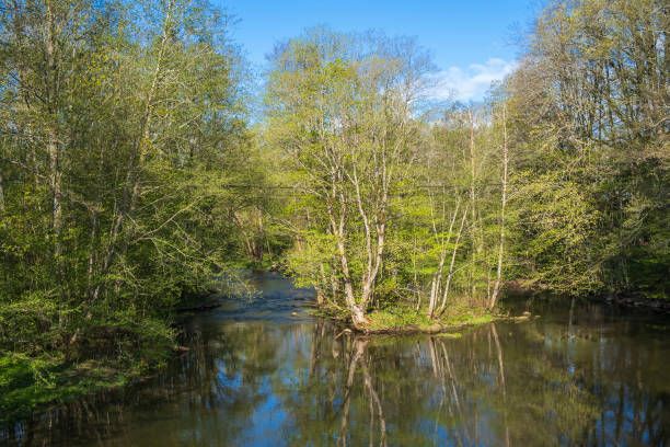 istock Running water in a lush forest at springtime 1473456878