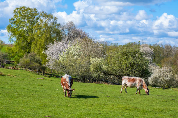 istock Grazing cows on a meadow in the spring 1473457457