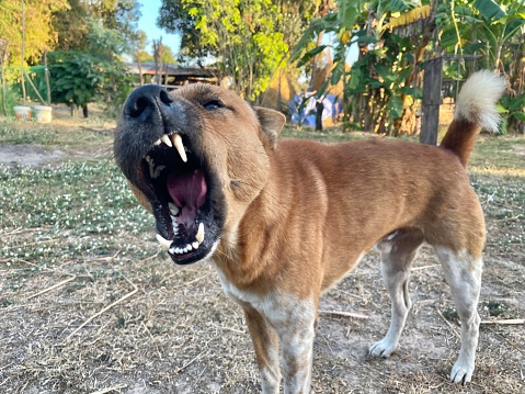 The dog is opening its mouth and waiting for food from its owner to feed it.