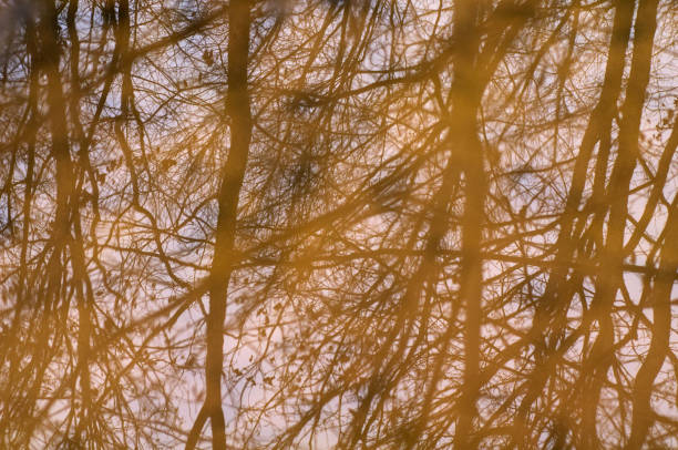 Reflection of tree branches in the water. Abstract natural background.