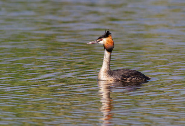 istock Great crested grebe, Podiceps cristatus. A bird sails the river in the morning sunlight 1473459138
