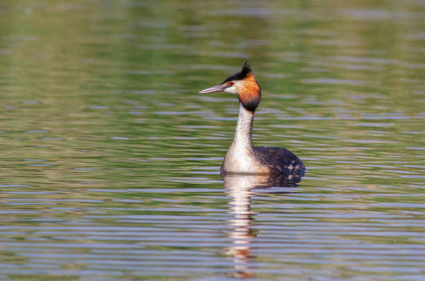 istock Great crested grebe, Podiceps cristatus. A bird sails the river in the morning sunlight 1473459139