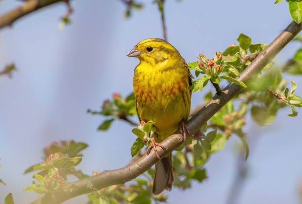 istock Yellowhammer, Emberiza citrinella. A bird sits on a branch 1473459183