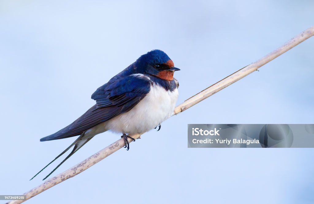Barn swallow, Hirundo rustica. A bird sits on a reed stalk against the sky Animal Stock Photo