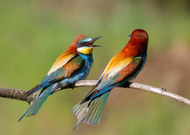 istock European bee-eater, Merops apiaster. One bird chases another bird off its branch 1473459283