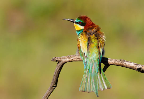 istock European bee-eater, Merops apiaster. A bird basking in the morning sun on a branch 1473459293