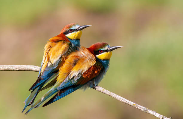 istock European bee-eater, Merops apiaster. Male and female sitting side by side on a branch 1473459295