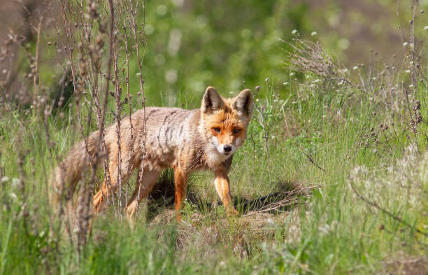 istock Red fox, Vulpes vulpes. An animal walks through a meadow in the grass 1473459309