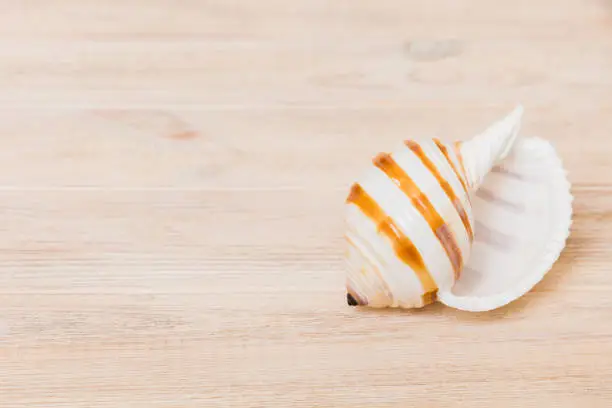 Photo of Beach seashells on colored background. Mock up with copy space