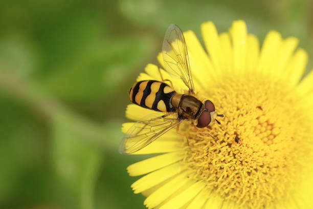 una bella immagine di un hoverfly che si nutre di polline al centro di un fiore giallo in estate. - insect animal eye flower flower head foto e immagini stock