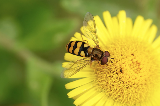 A hoverfly feeding on a yellow flower head in a garden.
