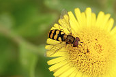 A beautiful image of a hoverfly feeding on pollen in the centre of a yellow flower in summer.