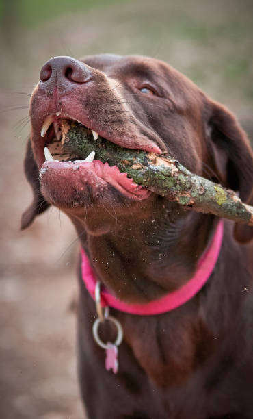 istock Energetic brown Labrador having fun playing fetch 1473462340