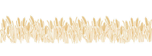 穀物農業分野。ベクター線。編集可能なアウトラインストローク。 - wheatgrass点のイラスト素材／クリップアート素材／マンガ素材／アイコン素材