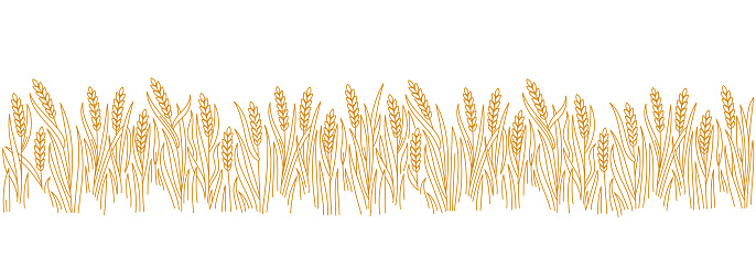 Editable outline stroke thickness. Vector line. Leaves and ears of wheat rye or barley. Design wrapper packaging of bakery. Horizontal banner.
