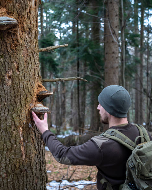 istock Man admiration of old pine 1473462765