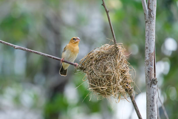 istock Yellow bird on branch tree beside the nest. 1473463400
