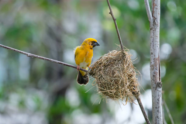 istock Yellow bird on branch tree beside the nest. 1473463421