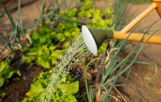 Farmer spraying garlic in greenhouse