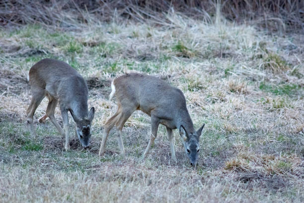 istock Wild female roe deer in a field 1473463654