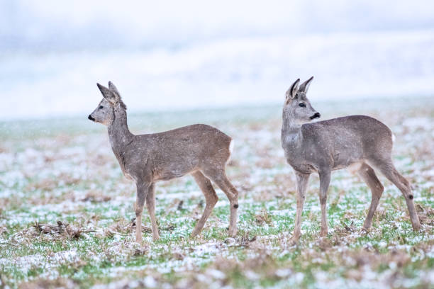 istock Two roe deer in snowy winter conditions 1473463772