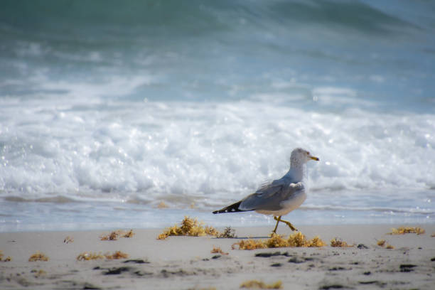 istock Pretty Seagull on Hollywood Beach 1473463868
