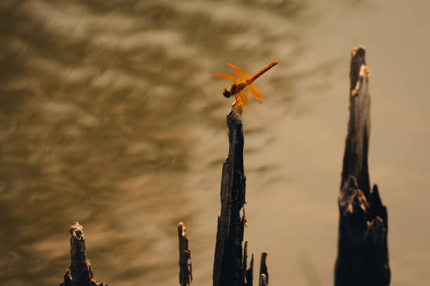 istock Dragonfly perched top of branch tree. 1473463981