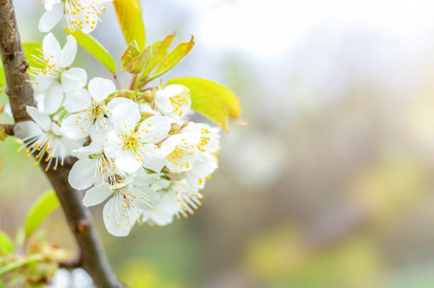 istock White cherry flowers on a blurred natural background. selective focus 1473464184