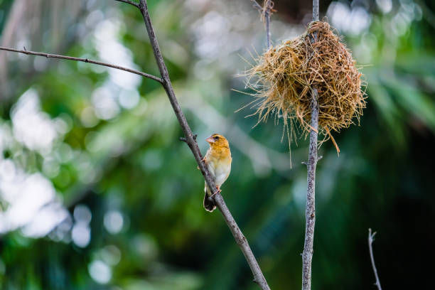 istock Yellow bird on branch tree beside the nest. 1473464269