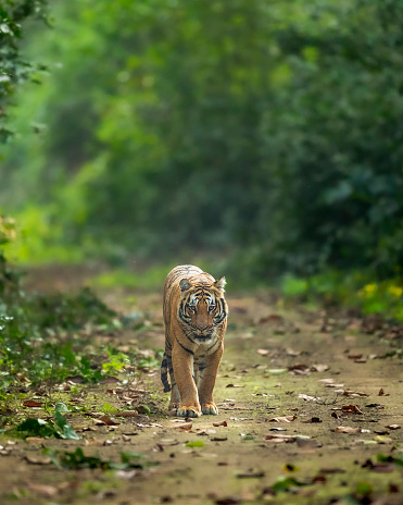 wild bengal male tiger or panthera tigris head on in natural green scenic background looking at camera in winter evening safari at dhikala jim corbett national park forest reserve uttarakhand india