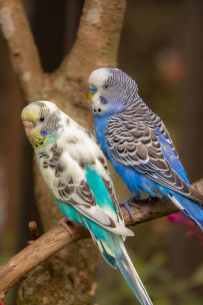 istock Cute parrot resting on a branch 1473465595
