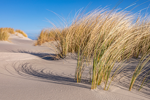 Small sand dunes at the empty beach of Schiermonnikoog island in the Wadden sea region. Marram grass is growing on the small sand dunes at the empty beach during this beautiful winter day with the waves of the North Sea in the background. \n\nSchiermonnikoog is part of the Frisian Wadden Islands and is known for its beautiful natural scenery, including sandy beaches, rolling dunes, and lush wetlands.