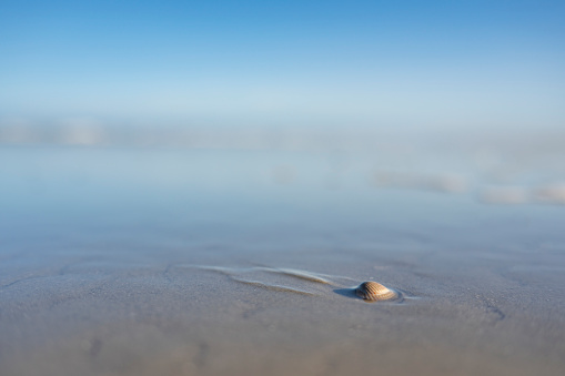 Shell on an empty beach at Schiermonnikoog island. Photo with limited depth of field, useful as background image with copy space. Schiermonnikoog is part of the Frisian Wadden Islands and is known for its beautiful natural scenery, including sandy beaches, rolling dunes, and lush wetlands.