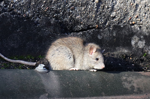 20 february 2023, Basse Yutz, Yutz, Thionville Portes de France, Moselle, Lorraine, Grand Est, France. On the roof of a residential building, a Norway Rat walks uncovered. He is at the foot of a low wall, on the corrugated plates of the roof.
