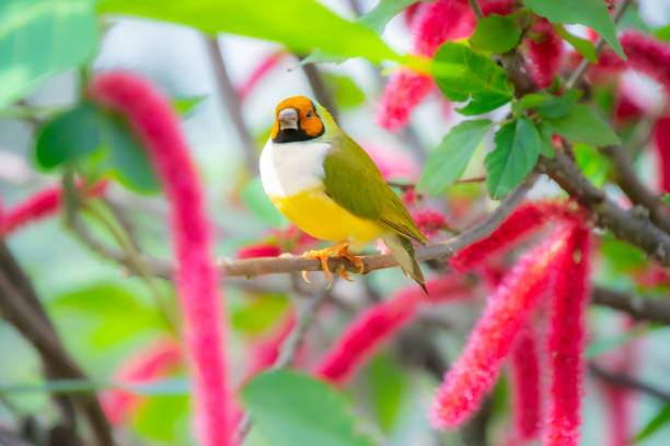 istock Cute little colorful bird perched 1473467016