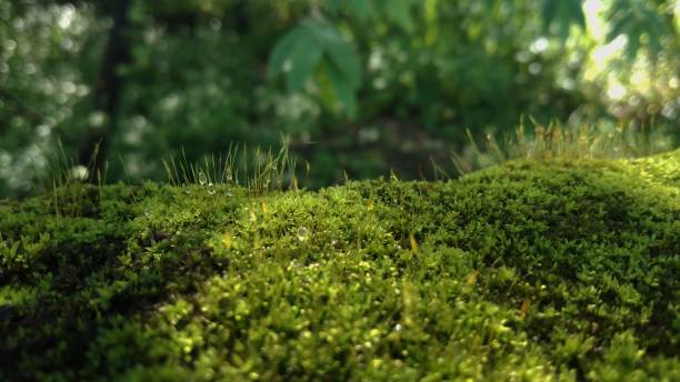 istock Lives in dewy damp areas 1473467023
