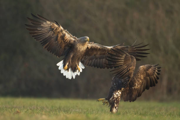 istock Majestic predator White-tailed eagle, Haliaeetus albicilla in Poland wild nature 1473467142